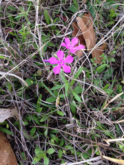 Phlox cuspidata