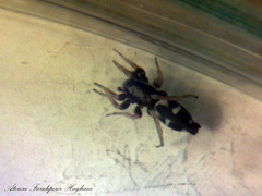 Aphantaulax trifasciata