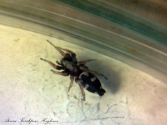 Aphantaulax trifasciata