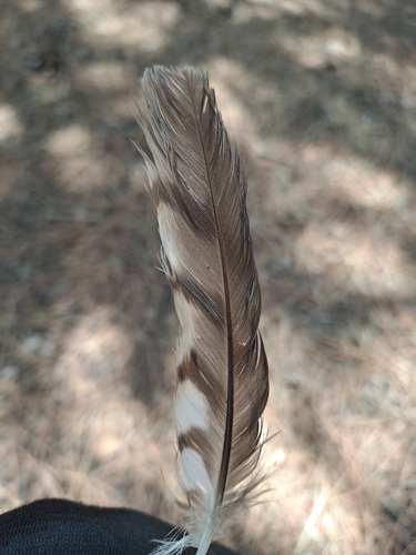 Eurasian Sparrowhawk