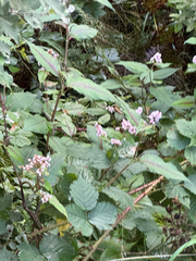 Reynoutria campanulata (Reynoutria campanulata)