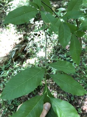 Sideroxylon lycioides