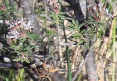 Agathosma foetidissima