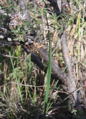 Agathosma foetidissima