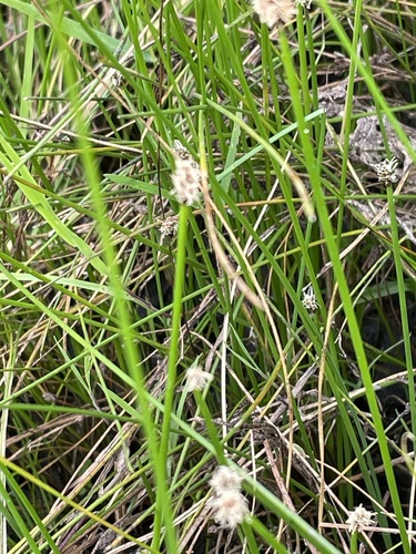 Eleocharis palustris, photograph 3