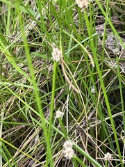 author not stated, no rights reserved Eleocharis palustris, photograph author not stated, no rights reserved