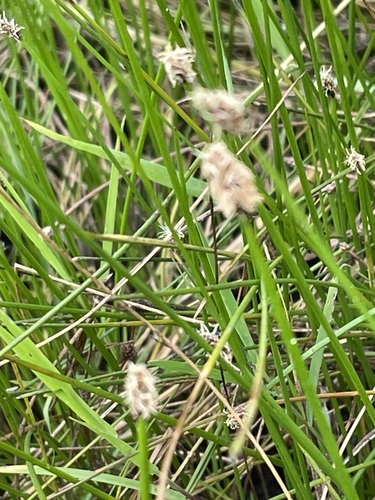 Eleocharis palustris, photograph 4