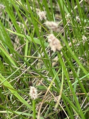 author not stated, no rights reserved Eleocharis palustris, photograph author not stated, no rights reserved
