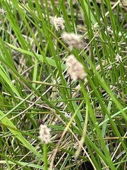 author not stated, no rights reserved Eleocharis palustris, photograph author not stated, no rights reserved
