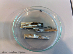 Aphantaulax trifasciata