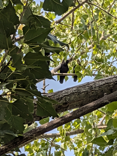 Eurasian Jackdaw