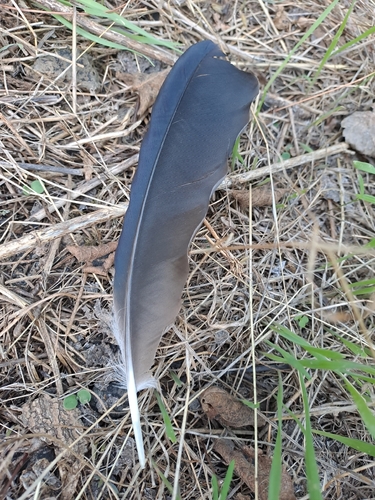 Hooded Crow