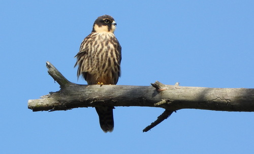 Eurasian Hobby