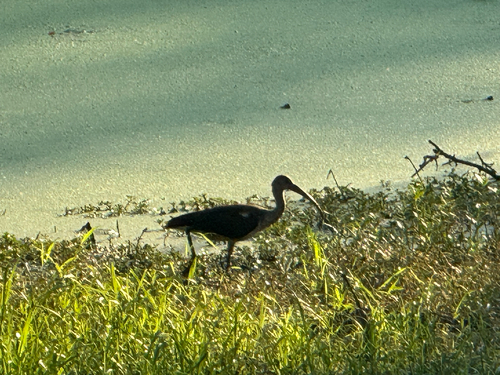 White Ibis