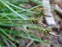Carex pilulifera