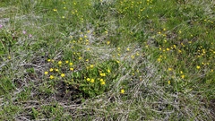 Ranunculus occidentalis occidentalis