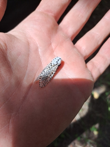 Wood Leopard Moth