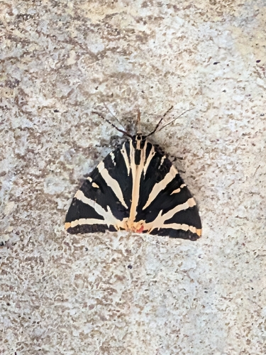 Jersey Tiger