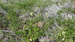 Toxicoscordion venenosum venenosum