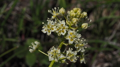 Toxicoscordion venenosum venenosum