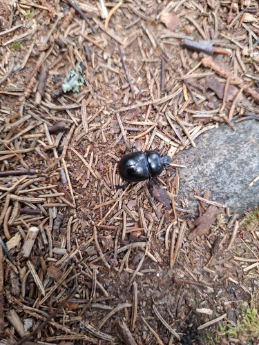 Woodland Dor Beetle