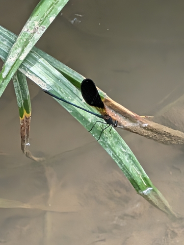 Copper Demoiselle