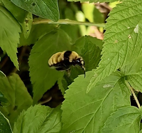 Northern Amber Bumble Bee photo 3
