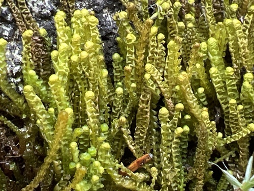 Sphenolobus saxicola, 2026-08-27