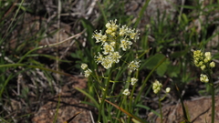 Toxicoscordion venenosum venenosum