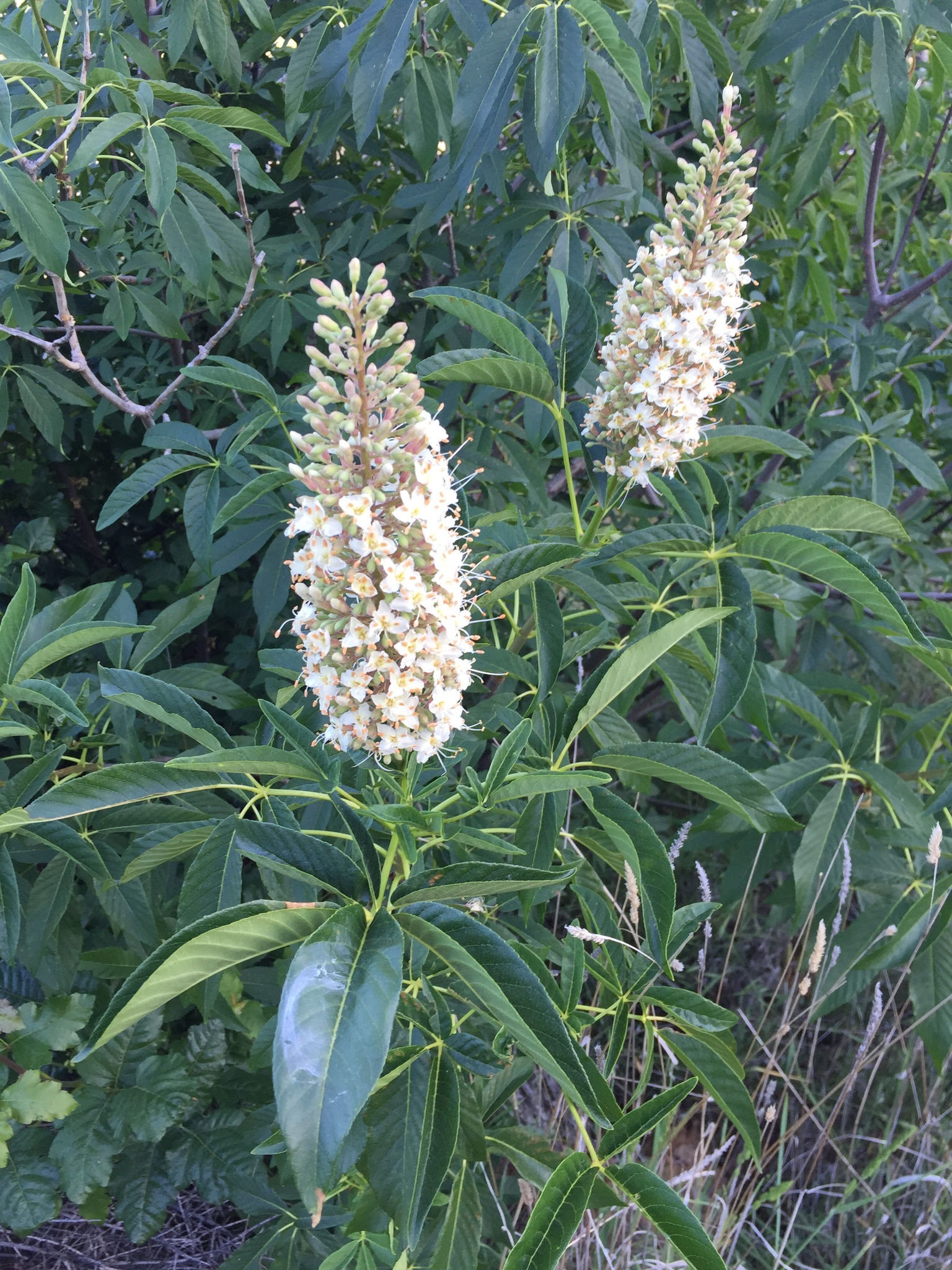 Aesculus californica