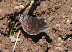 Erynnis persius