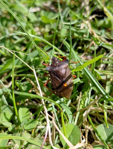 Forest Bug