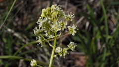 Toxicoscordion venenosum venenosum