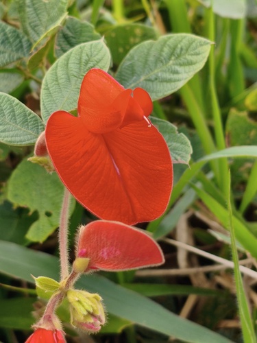 Periandra coccinea