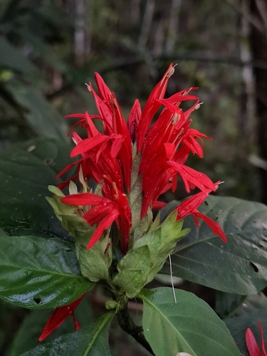 Justicia aequilabris, photograph 2