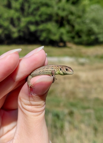 Sand Lizard