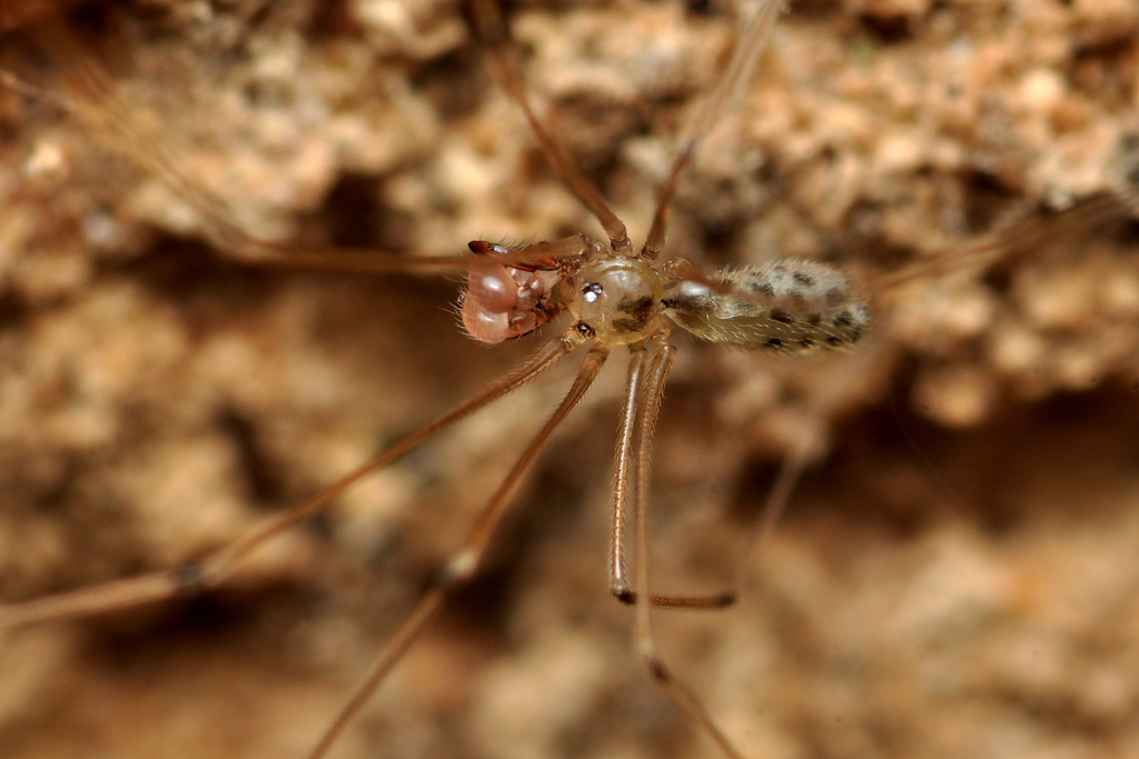 Micropholcus