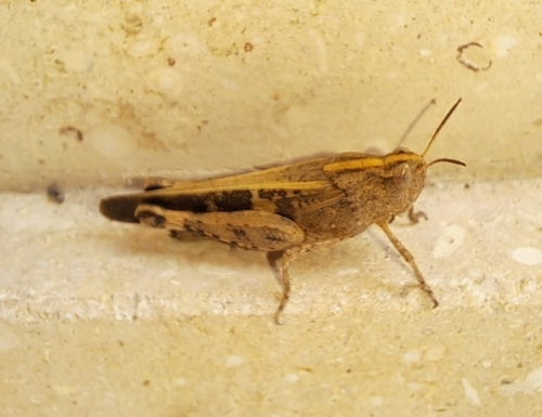 Broad Green-winged Grasshopper