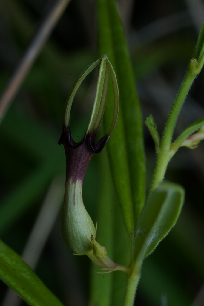 Ceropegia noorjahaniae