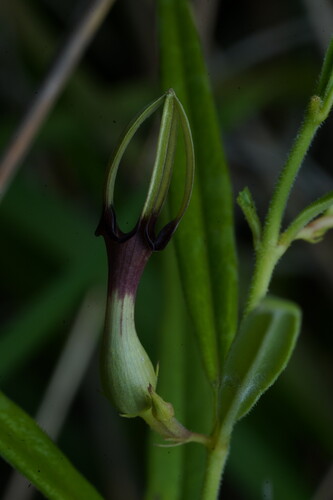 Ceropegia noorjahaniae