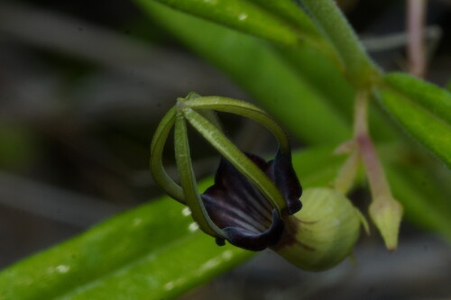 Ceropegia noorjahaniae