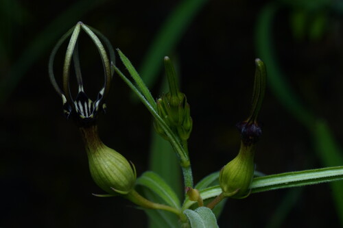 Ceropegia noorjahaniae