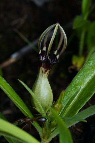Ceropegia noorjahaniae