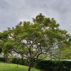 Vochysiaceae