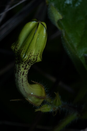 Ceropegia hirsuta