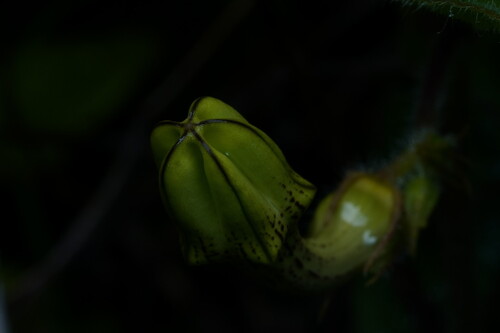 Ceropegia hirsuta