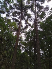 Araucaria angustifolia