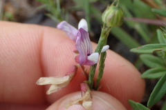 Astragalus distortus