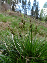 Carex pilulifera