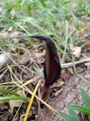 Arum elongatum